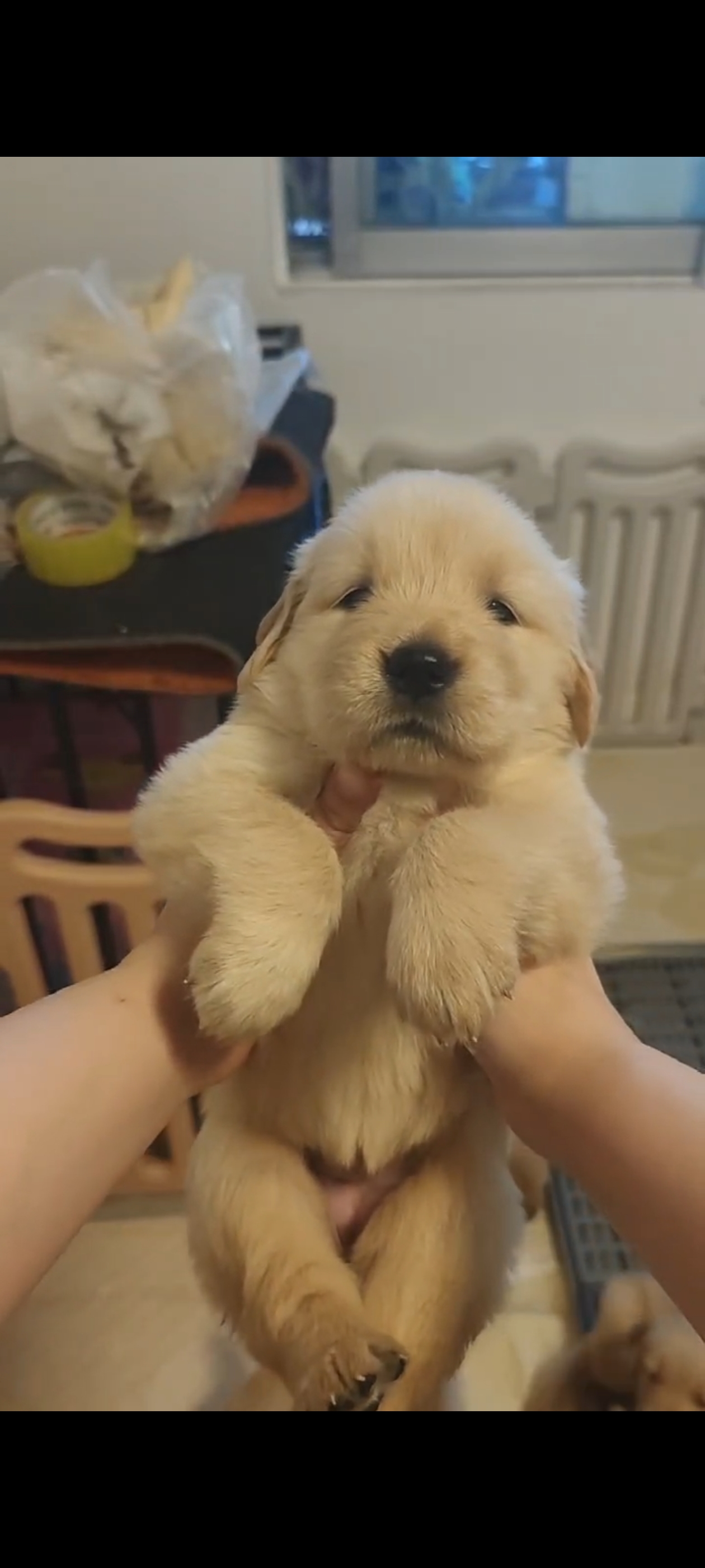 双血统金毛幼犬
